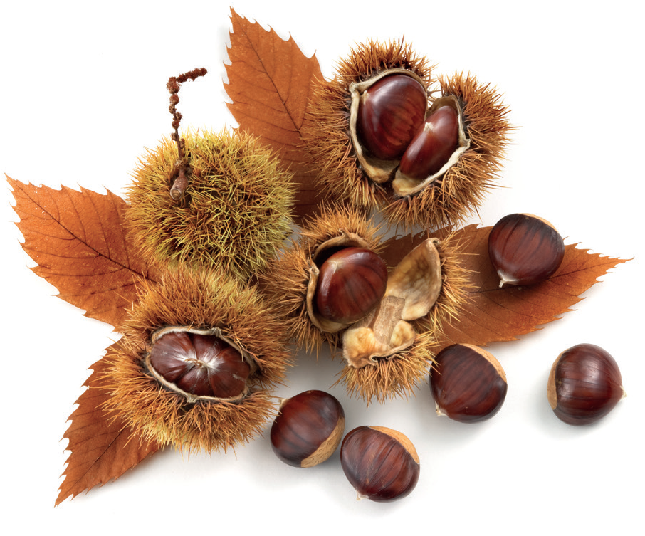 castagne igp